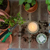Garden Thyme Signature Candle